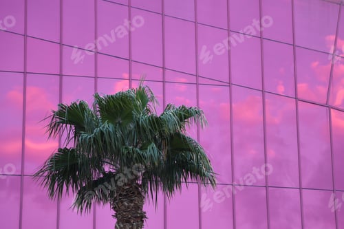 Preview: Palm Tree In Front Of A Pink Building Facade