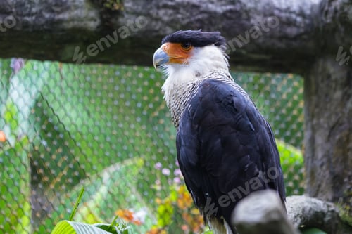 Preview: Close Up Of A Crested Caracara A Tropical Falcon Version Of A Vulture In Cage In Costa Rica