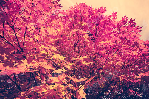 Preview: Autumn