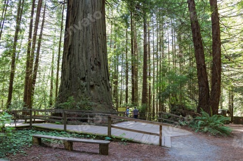 Preview: Fisheye View Of A Giant Tree In The California Coast With People Walking At The Base Showing The