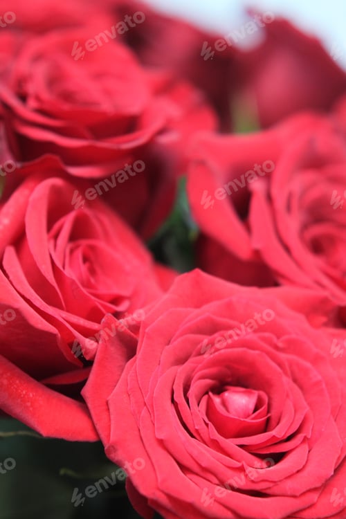 Preview: A Floral Arrangement Of Bright Crimson Red Roses 7694