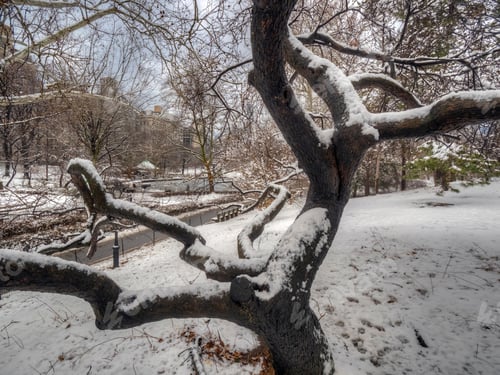 Preview: Central Park In Winter After Snow Storm In Early Morning