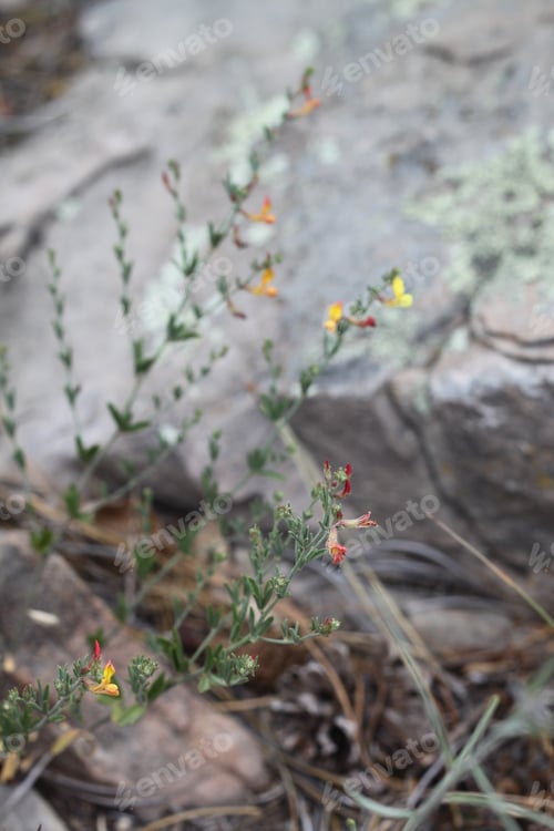 Preview: A Clump Of Desert Rock Pea Flowers 8204