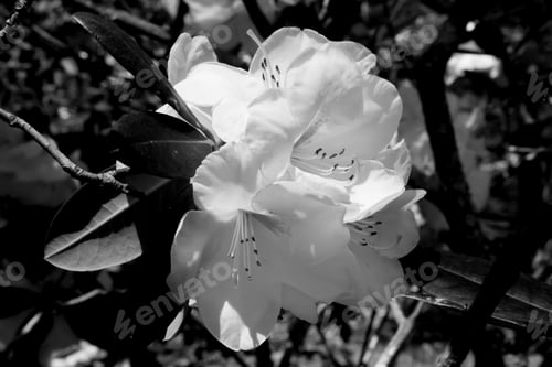 Preview: Rhododendron In Black And White