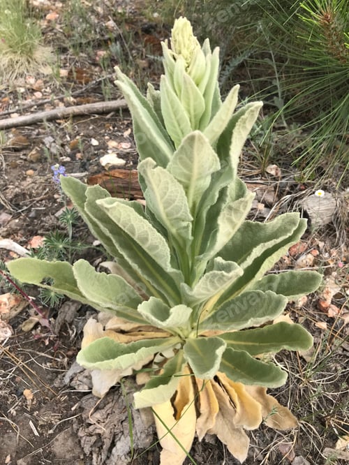 Preview: A Tall Verbascum Thapsus Plant 4672