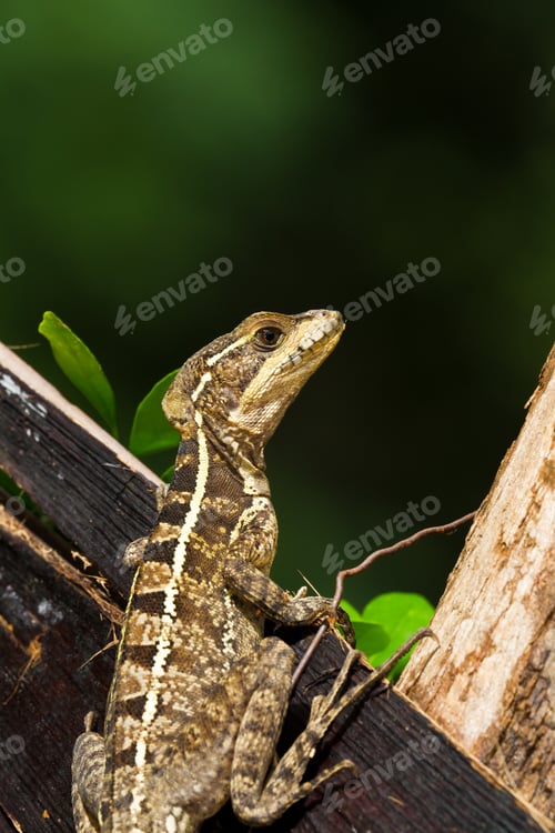 Preview: Tree Lizard Climbing In The Rain Forest Of Belize
