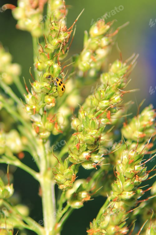Preview: Seeds Of Life - Colors In Nature Background - Ladybug Of Beautiful Details