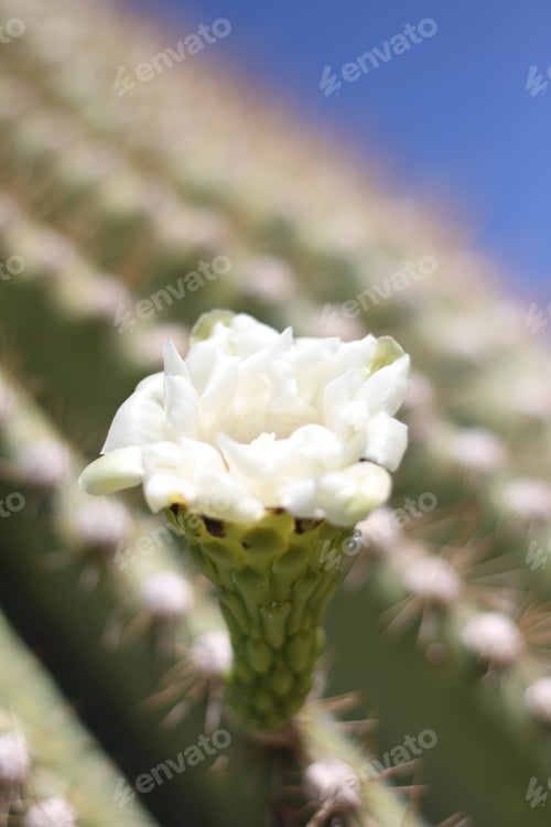 Preview: White Cactus Flower Blooming in Desert Sunlight