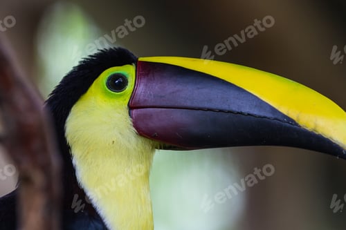 Preview: Close Up Of A Chestnut Mandibled Toucan In Costa Rica