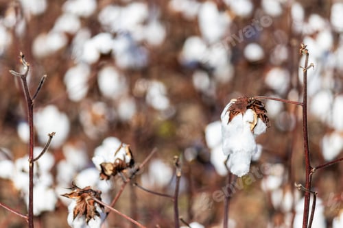 Preview: Closeup Of Blooming Cotton In A Field Ready For Harvest