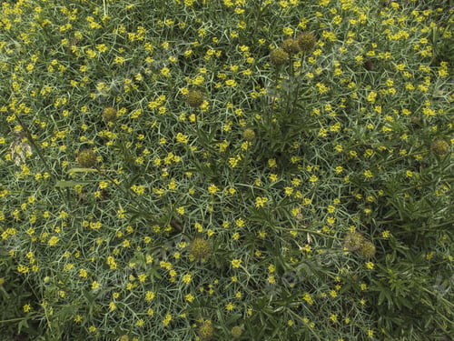 Preview: Mulinum Spinosum, Apiaceae. Shrub Of Arid Regions Or High Mountains With Spines, Blooming On Spring
