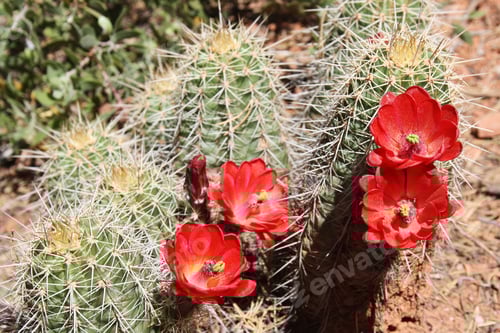 Preview: Blooming Cactus Flower in the Desert Sunlight