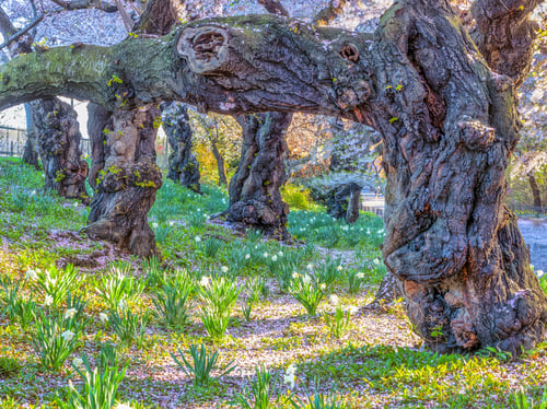 Preview: Central Park, Manhattan, New York City In Spring
