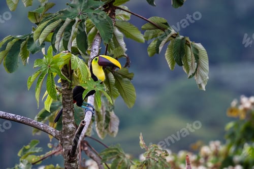 Preview: Chestnut Mandible Toucan Perched On A Branch In San Carlos Costa Rica