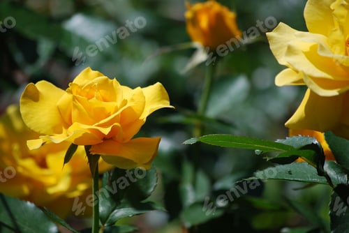 Preview: Blooming Yellow Rose Bush In A Rose Garden.