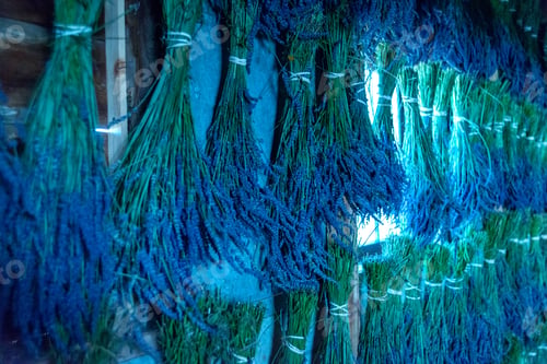 Preview: Wonderful Lavender Festival Series - Bundle Of Lavender Flower Hanging In Barn To Dry.