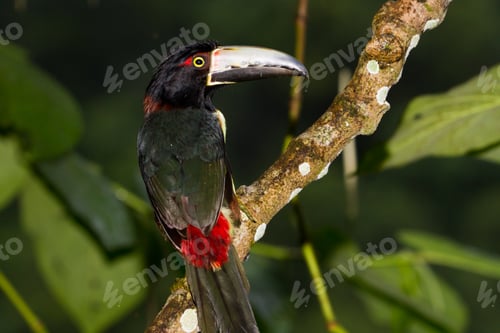 Preview: Aracari Toucan Perched On A Branch In The Rainforest Of Belize