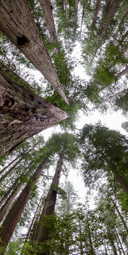 Preview: Wide Angle View Of Some Of The Tallest Trees In The World, The Redwoods In Northern California