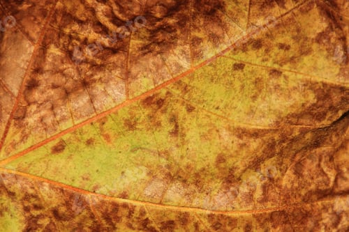 Preview: Fall Leaf Background - Colors In Nature - Textured Detail