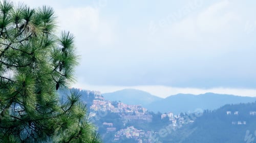 Preview: Green Tree Overlooking Shimla, India