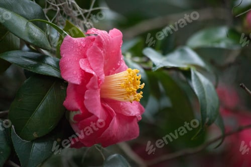 Preview: Red Flower With Yellow Center In The Sunshine