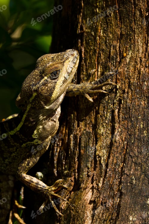 Preview: Tree Lizard Climbing In The Rain Forest Of Belize