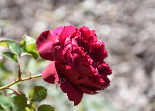 Preview: Gorgeous Large Red Rose Flowering In A Garden.