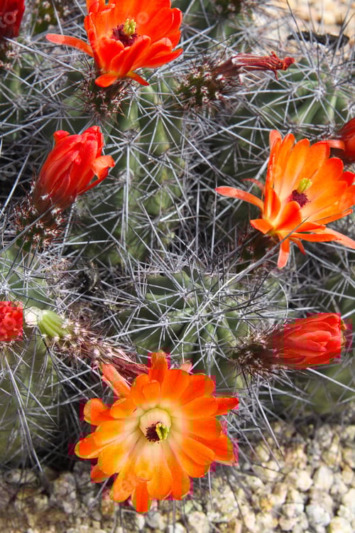 Preview: Orange Cactus Flowers Blooming in the Desert Sun