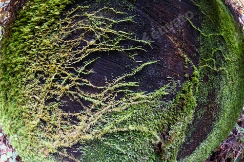 Preview: Green Moss Covering A Giant Dead Redwood Tree As It Grows On It
