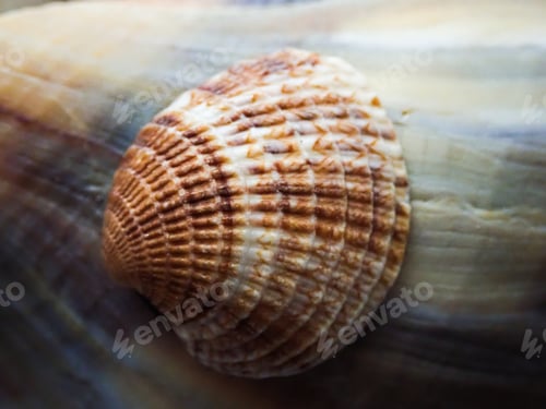 Preview: Seashells For Patterns And Texture
