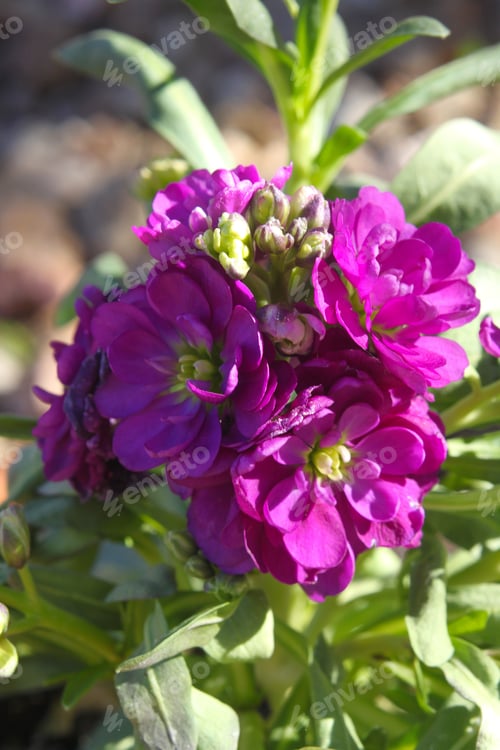 Preview: A Closeup Of Hoary Stock Plants With Pink And Purple Flowers 4390
