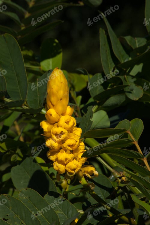 Preview: Flower In The Sunshine With A Golden Spike