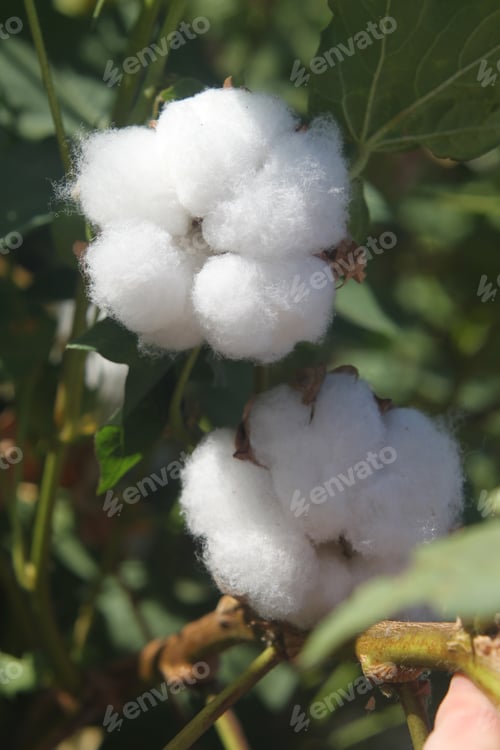 Preview: Cotton Plant Bushes With White Bolls 1102