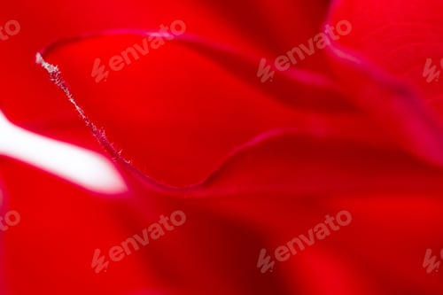 Preview: Close Up Of The Bright Red Petals On A Red Ginger Flower As An Abstract Background