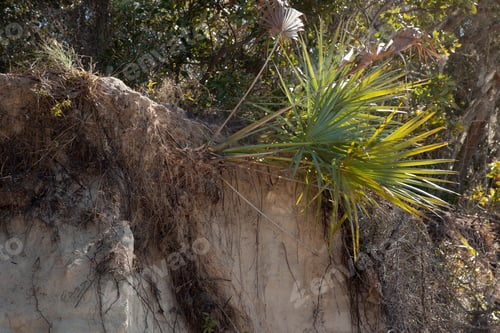 Preview: Palm Tree Falling Down A Bank