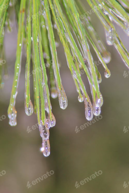 Preview: Ice In Nature Background - Winter Season - Pine Leaf Icicle
