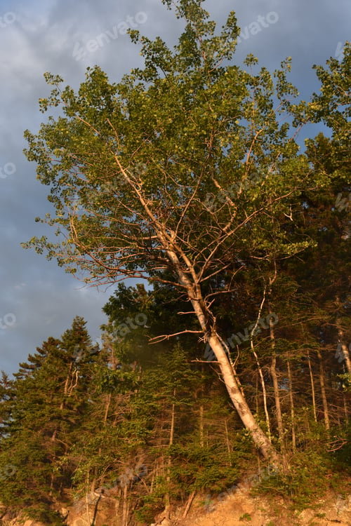 Preview: A Birch Tree Illuminated On The Maine Coast At Dusk.