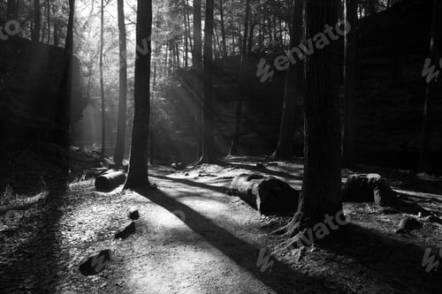 Preview: Light Shining Through The Trees