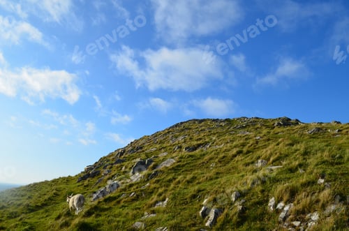 Preview: Sheep Climbing Up The Rocky Sea Cliff At Neist Point In Scotland.