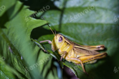 Preview: Macro Of A Small Yellow Grasshopper With Surrounded By Green Laves And Grass