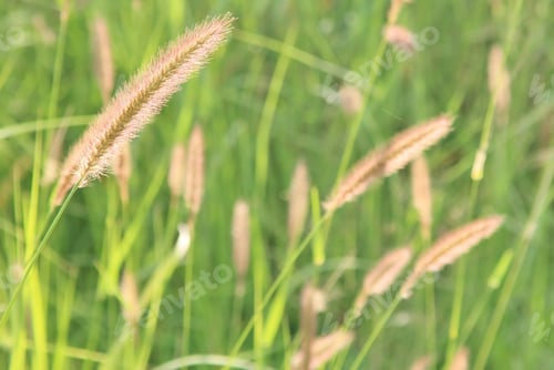 Preview: Nature Background - Grass Of Plenty - New Life Of Beauty And Color Wonder