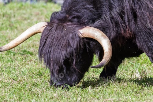 Preview: Close Up Of An Adult Highland Cow In A Field With Fresh Green Grass Late Summer In The Scottish