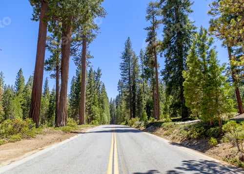 Preview: Sequoias In California