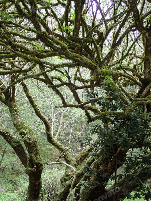 Preview: Tree Limbs With Moss Outdoors