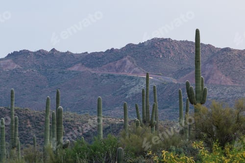 Preview: Desert Landscape In Arizona With The Beautiful Saguaro Cactus In Springtime