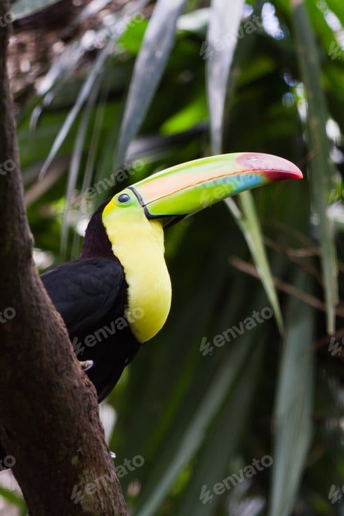 Preview: Closeup Of A Keel Billed Toucan In The Rainforest Of Belize