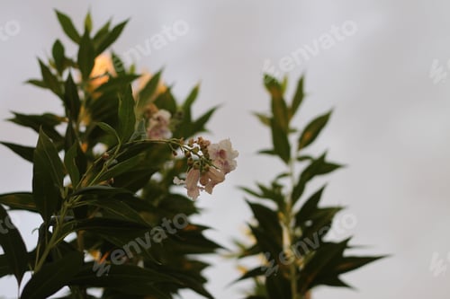 Preview: Desert Willow Flowers and Leaves Against Cloudy Sky