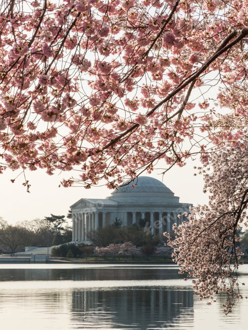 Preview: Jefferson Memorial At Dawn By Tidal Basin And Surrounded By Pink Japanese Cherry Blossoms With The