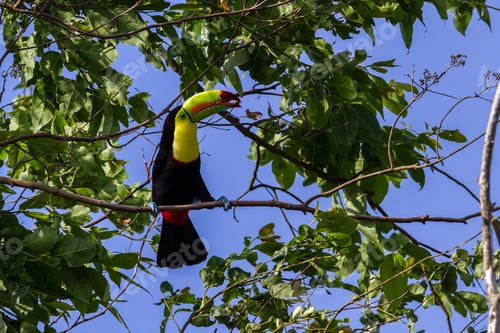 Preview: Keel Billed Toucan Perched On A Tree In The Tropical Rainforest Of Costa Rica