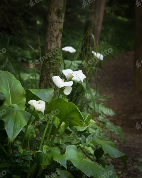 Preview: White Calla Lilies Blooming In The Dark Forest